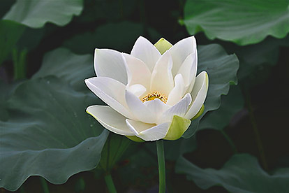 American White Lotus