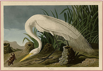 Robert Havell Jr, White Heron, from Audubon's 'Birds of America'