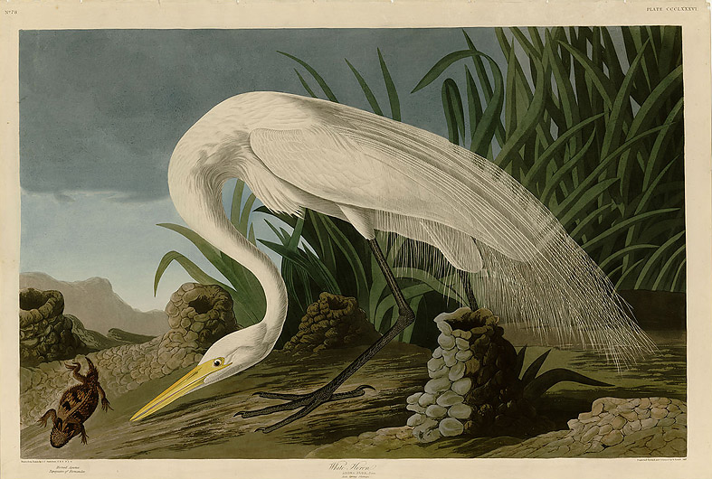 White Heron, Audubon Birds of America, Robert Havell jr engraved
